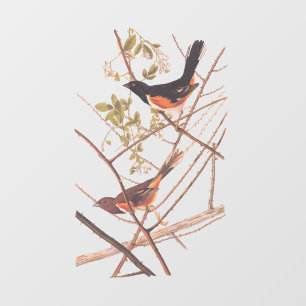 Towee Bunting Audubon Black and Orange Song Birds
