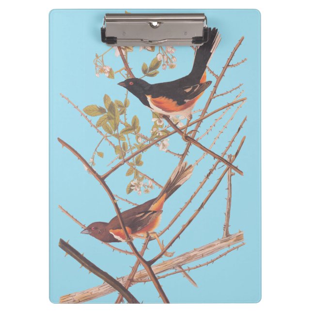 Towee Bunting Audubon Black and Orange Song Birds Clipboard (Front)