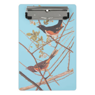 Towee Bunting Audubon Black and Orange Song Birds Mini Clipboard