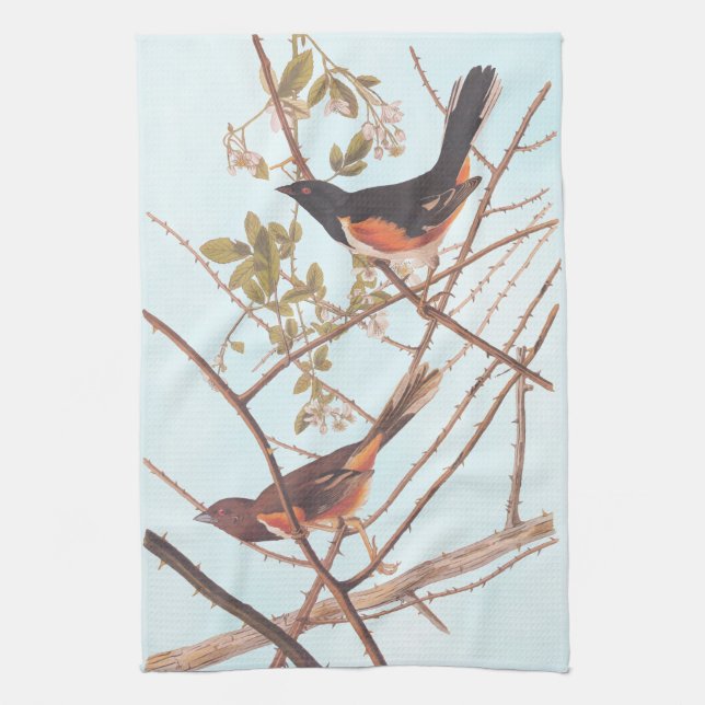 Towee Bunting Audubon Black and Orange Song Birds Tea Towel (Vertical)