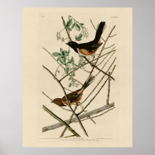 Towee Bunting (Eastern Towee) from Audubon's Birds Poster