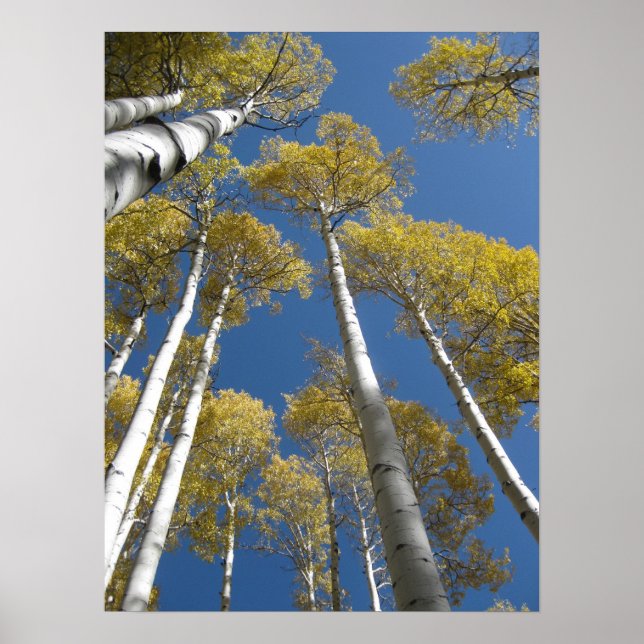 Towering Aspens (5) Poster (Front)