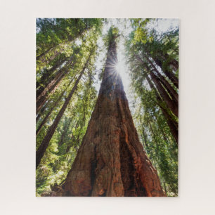 Towering Redwoods Jigsaw Puzzle