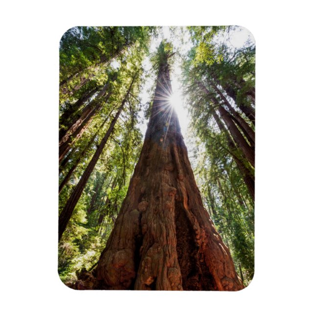 Towering Redwoods Magnet (Vertical)