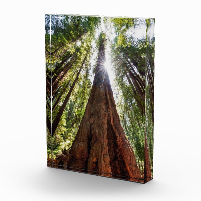 Towering Redwoods Photo Block (Right)