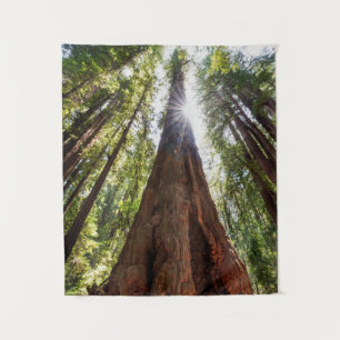 Towering Redwoods Tapestry