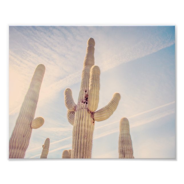 Towering Saguaro Cacti | Photo Print (Front)