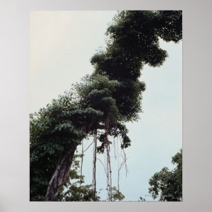 Towering tree and vines in jungle poster