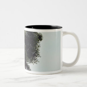 Towering tree and vines in jungle Two-Tone coffee mug