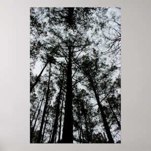 Towering Trees Poster