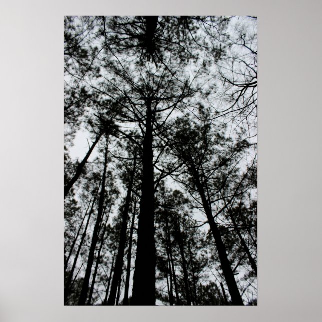 Towering Trees Poster (Front)