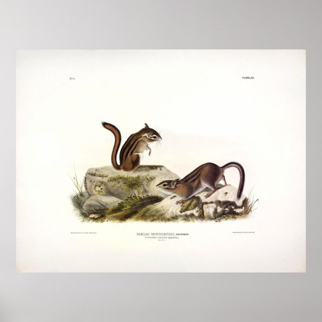 Townsend's Ground Squirrel (Chipmunk) by Audubon Poster (Front)
