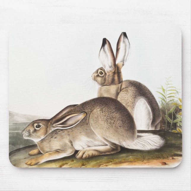 Townsend's Rocky Mountain Hare (Lepus Townsendii) Mouse Pad (Front)