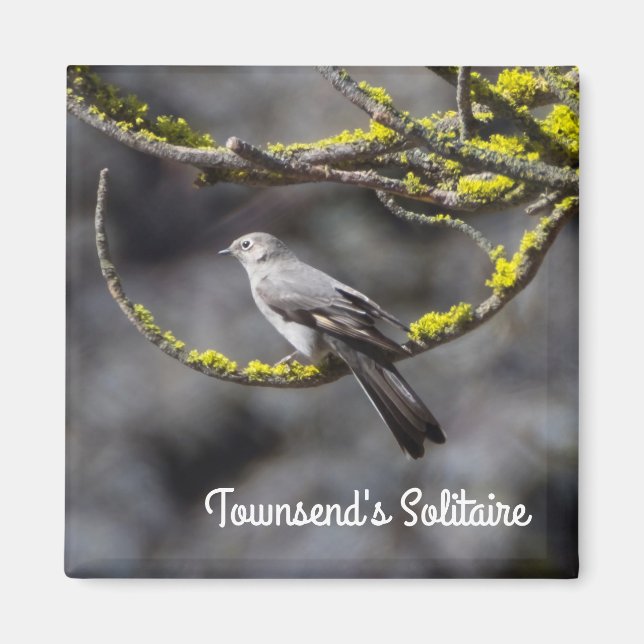Townsend's Solitaire Magnet (Front)