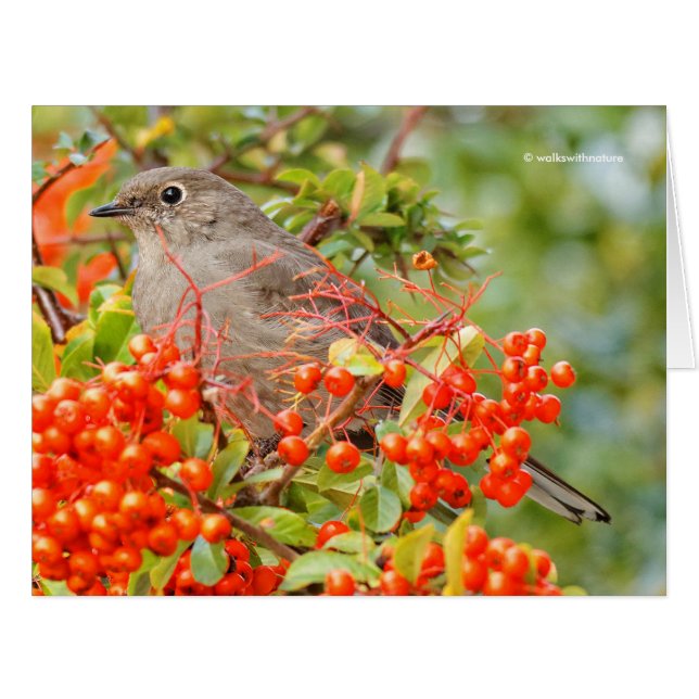 Townsend's Solitaire on the Pyracantha (Front Horizontal)