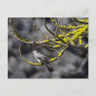Townsend's Solitaire Postcard