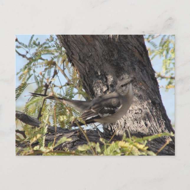 Townsend's Solitaire Postcard (Front)