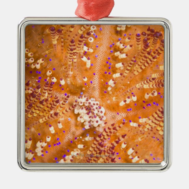 Toxic Fire Urchin (Asthenosoma varium) Metal Tree Decoration (Front)
