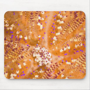 Toxic Fire Urchin (Asthenosoma varium) Mouse Pad