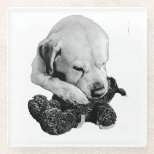 Toy in Paws Glass Coaster