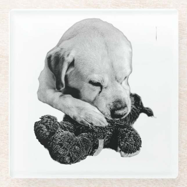 Toy in Paws Glass Coaster (Front)