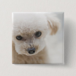 toy poodle 15 cm square badge
