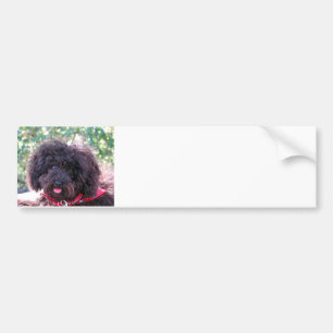 Toy Poodle Black Bumper Sticker