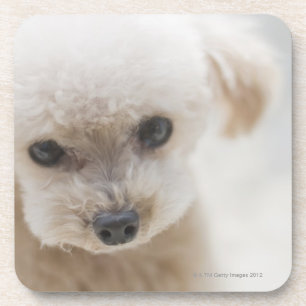 toy poodle coaster