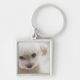 toy poodle key ring