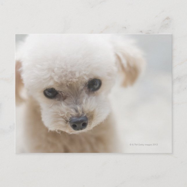toy poodle postcard (Front)