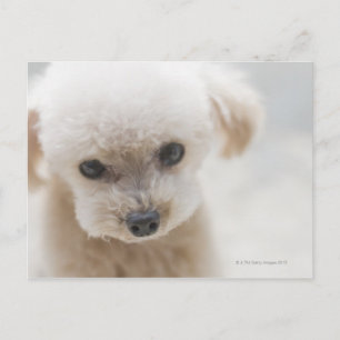 toy poodle postcard