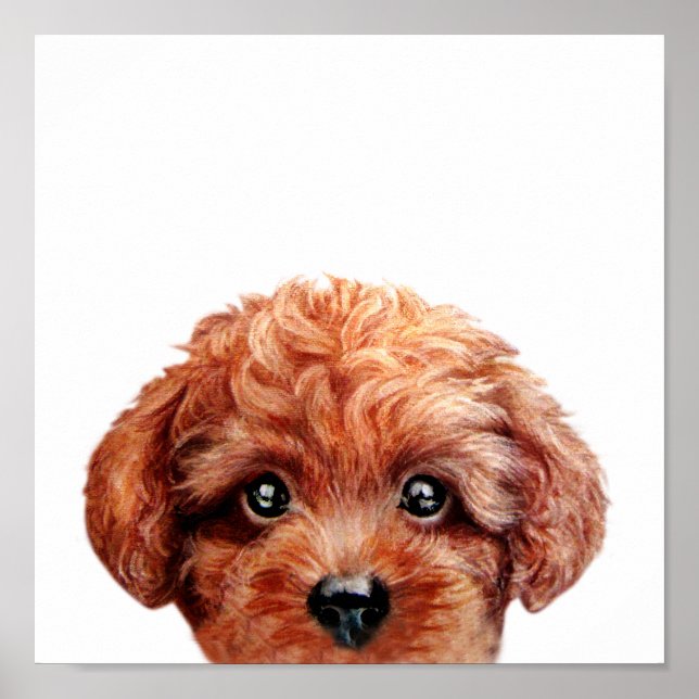 Toy Poodle Poster (Front)