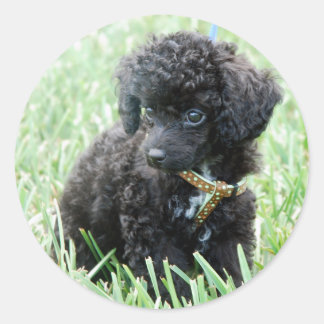 Toy Poodle Puppy Classic Round Sticker
