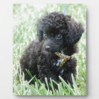 Toy Poodle Puppy Plaque