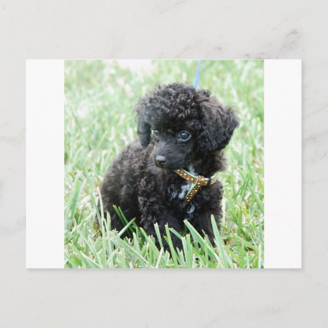 Toy Poodle Puppy Postcard (Front)