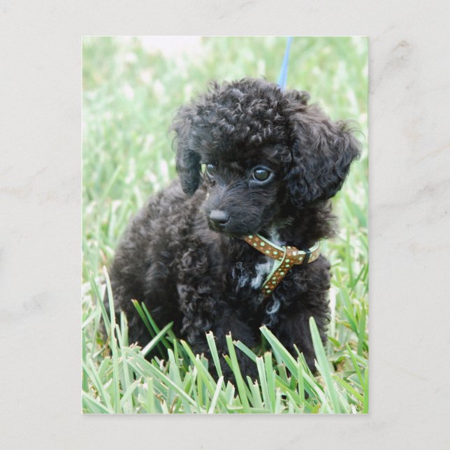 Toy Poodle Puppy Postcard (Front)