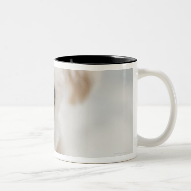 toy poodle Two-Tone coffee mug (Right)