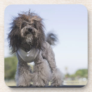 toy poodle wearing t-shirt coaster