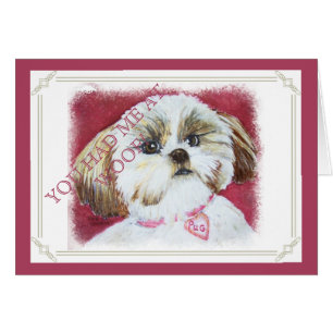 TOY SHIH TZU MIX