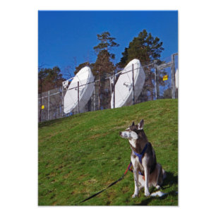 Tracker dog photo print