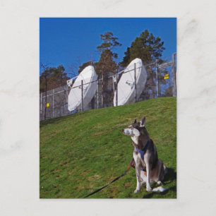 Tracker dog postcard