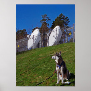 Tracker dog poster
