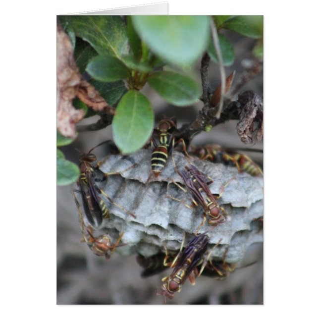 Tracker Jackers (Front)