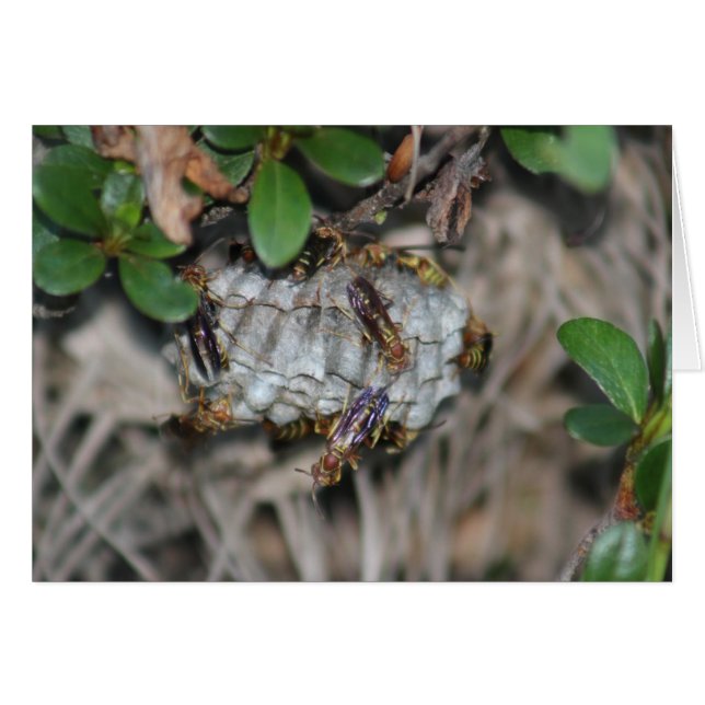 Tracker Jackers #2 (Front Horizontal)