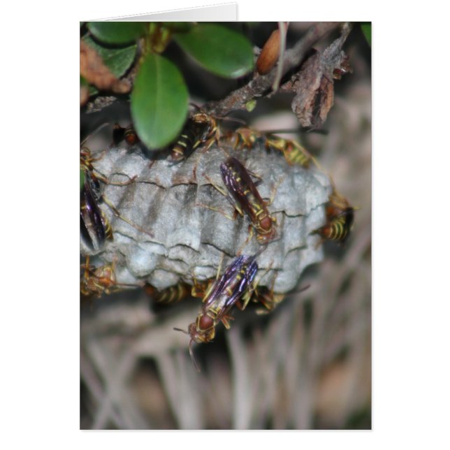 Tracker Jackers #2 (Front)