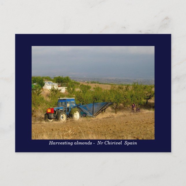 Tractor harvesting almonds rural Spain Postcard (Front)