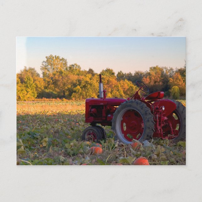 Tractor in a pumpkin field postcard (Front)