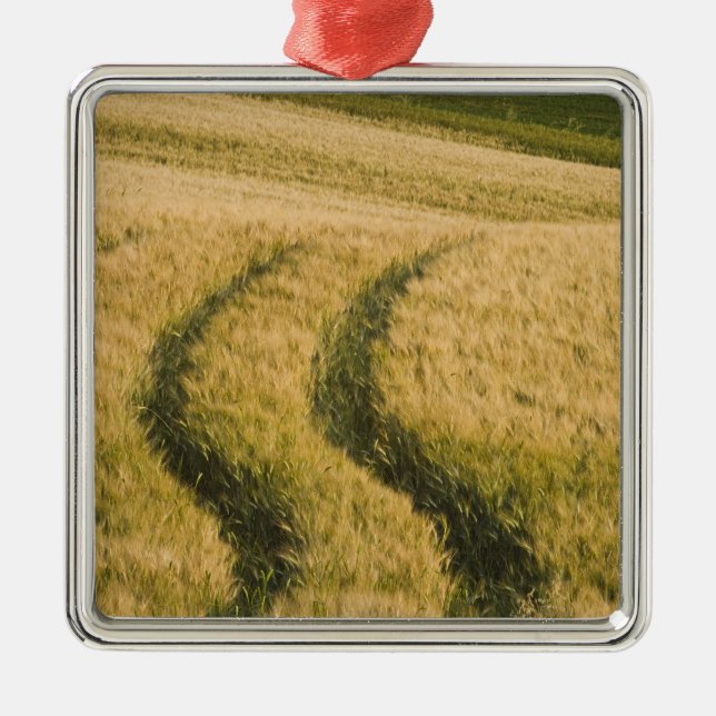 Tractors tracks through wheat, Tuscany, Italy Metal Tree Decoration (Front)