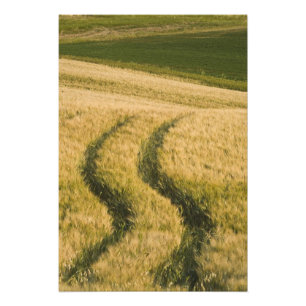 Tractors tracks through wheat, Tuscany, Italy Photo Print