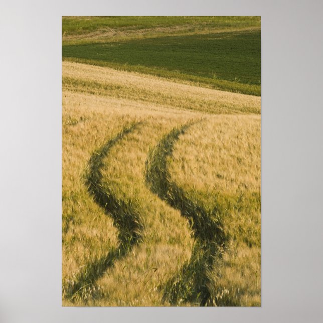 Tractors tracks through wheat, Tuscany, Italy Poster (Front)